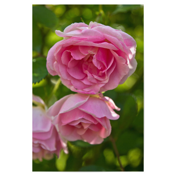 Poster "Englische rosa Rosen" artboxONE - Natur,Floral
