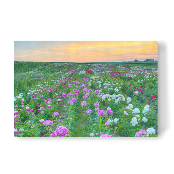Leinwandbild "Pfingstrosen am Niederrhein" artboxONE - Natur,Floral