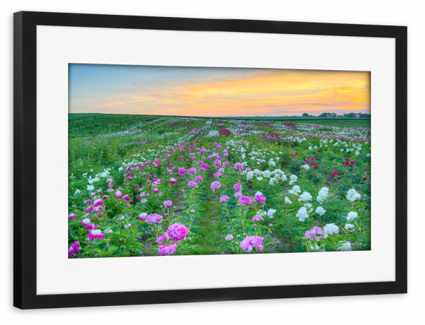 Poster mit Rahmen schwarz "Pfingstrosen am Niederrhein" artboxONE - Natur,Floral