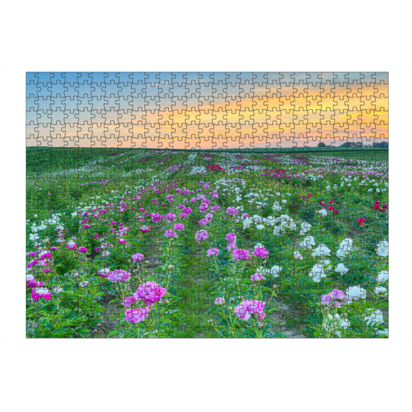 Puzzle Ravensburger "Pfingstrosen am Niederrhein" artboxONE - Natur,Floral