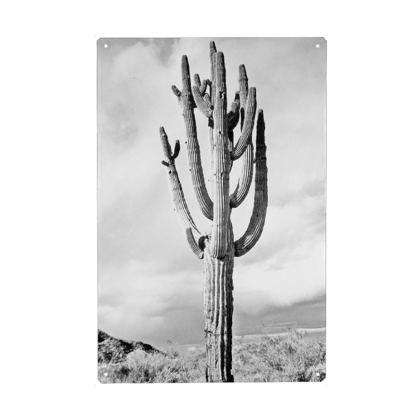 Metall Poster "Loner" artboxONE - Natur,Schwarzweiß