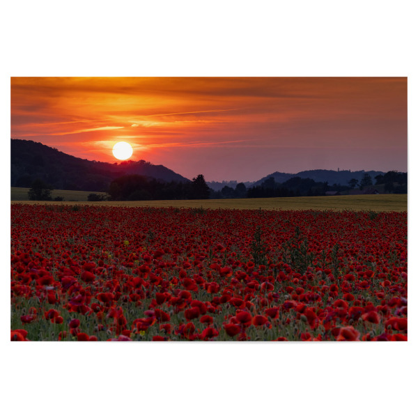 Poster 30x20 cm "Sonnenuntergang über Mohnfeld" artboxONE - Natur,Floral