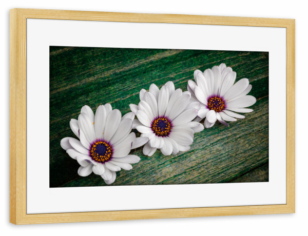 Poster mit Rahmen kiefer "Afrikanisches Gänseblümchen" artboxONE - Natur,Floral