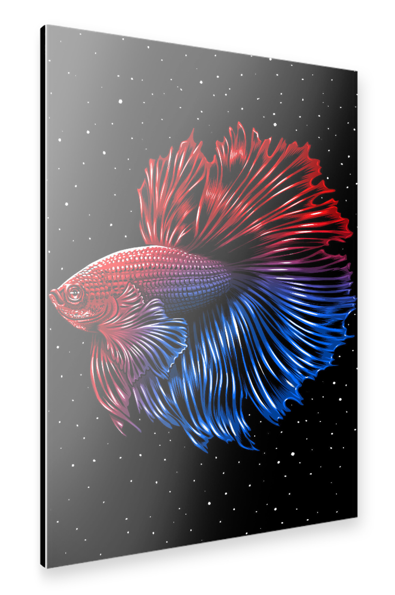 Alu-Dibond "Galactic Betta" 75x50 cm artboxONE