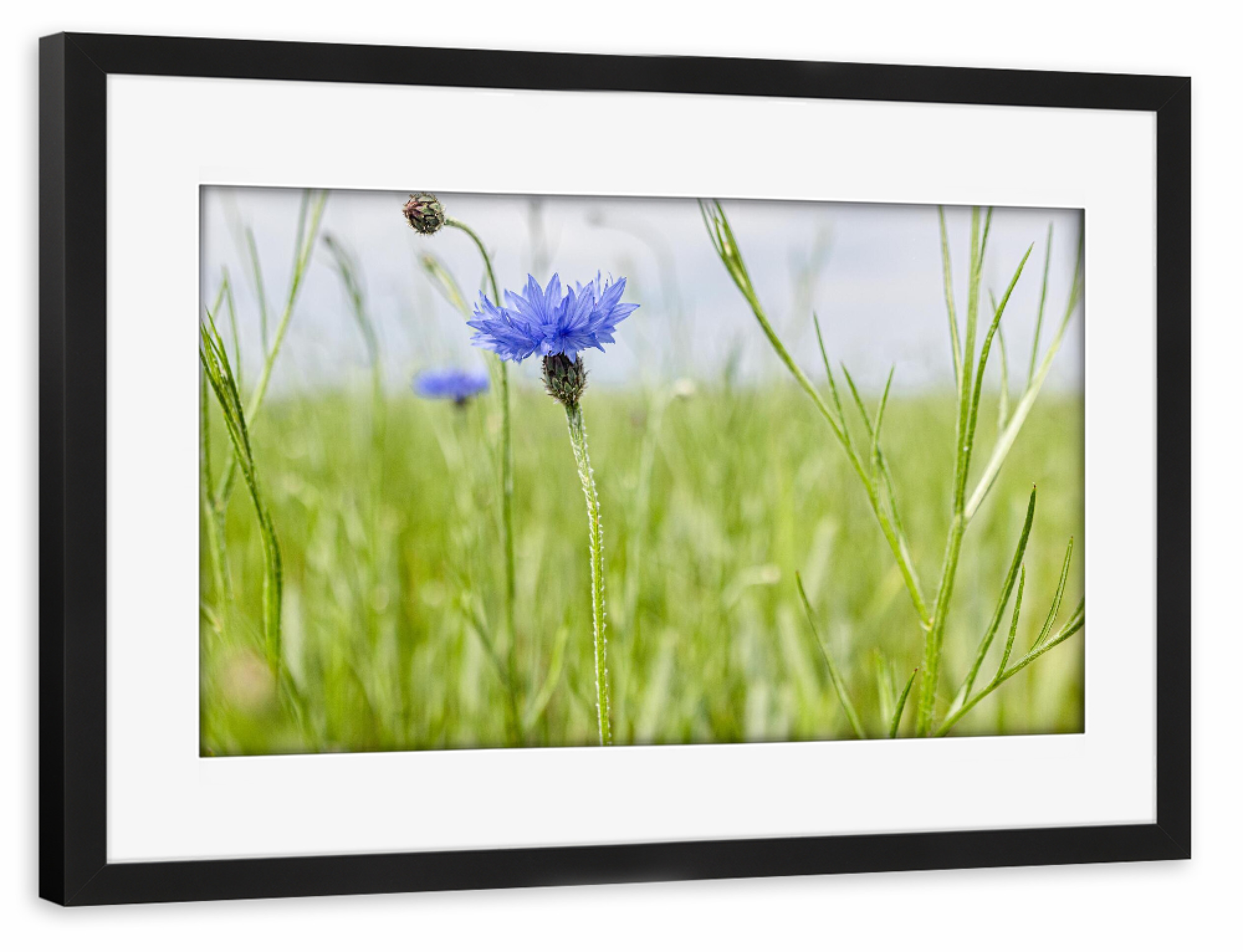 Poster mit Rahmen schwarz "Kornblumen auf dem Acker" artboxONE - Natur,Floral