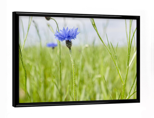 Poster mit schwarzem Rahmen "Kornblumen auf dem Acker" artboxONE - Natur,Floral