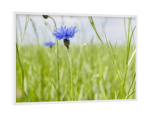 Poster mit weißem Rahmen "Kornblumen auf dem Acker" artboxONE - Natur,Floral