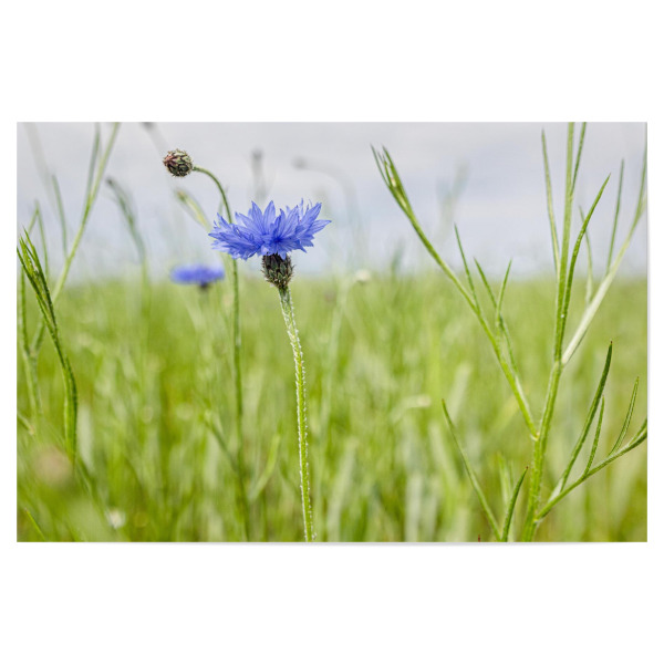 Poster "Kornblumen auf dem Acker" artboxONE - Natur,Floral
