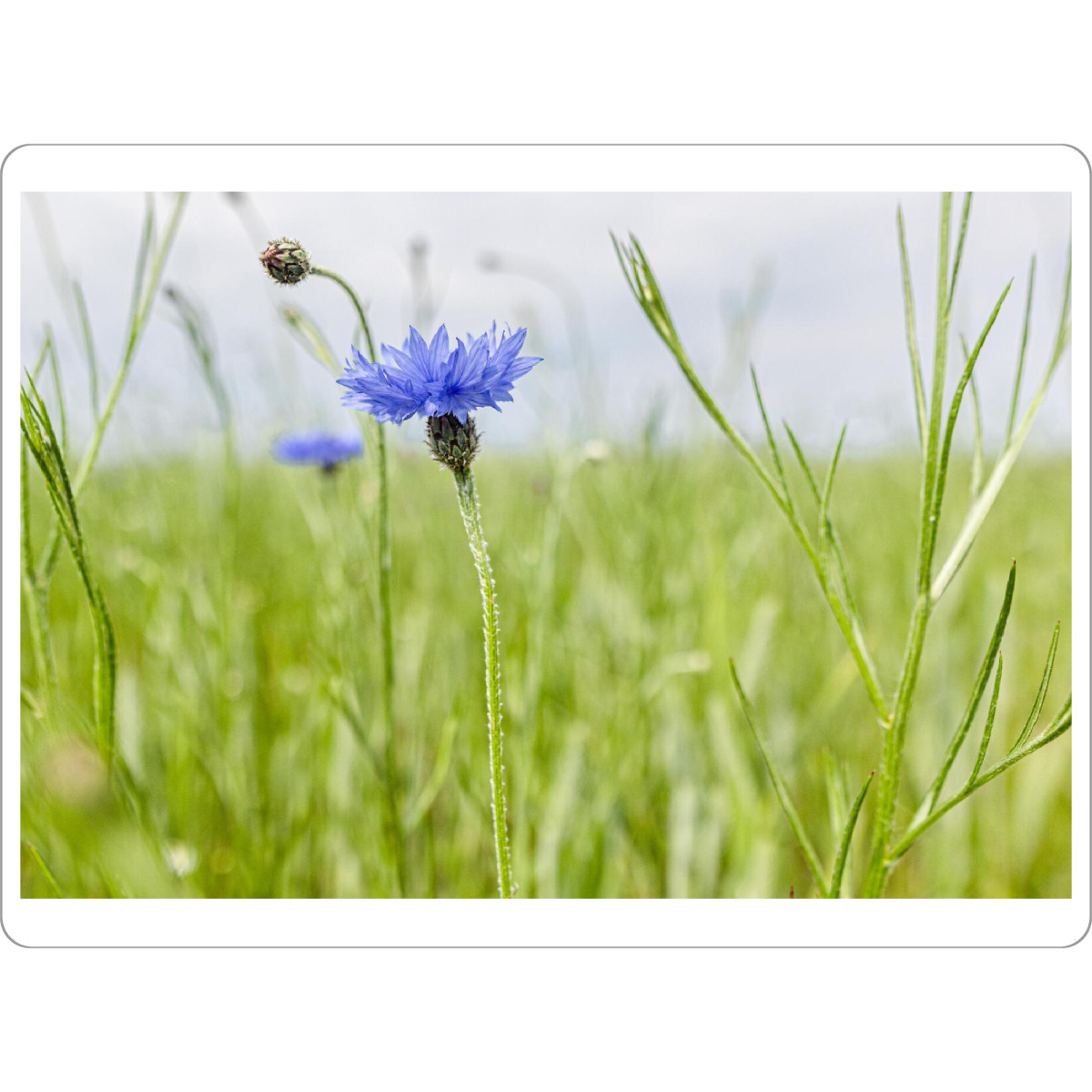 Tischset "Kornblumen auf dem Acker" artboxONE - Natur,Floral