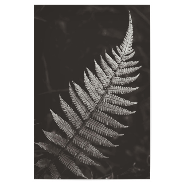 Poster 30x20 cm "BW FERN" artboxONE - Natur - Nature,Plant,Leaf,Foliage,Leaves,Black and white,Garden,Schwarzweiß,Blatt,Natur,Botanical,Botanisch