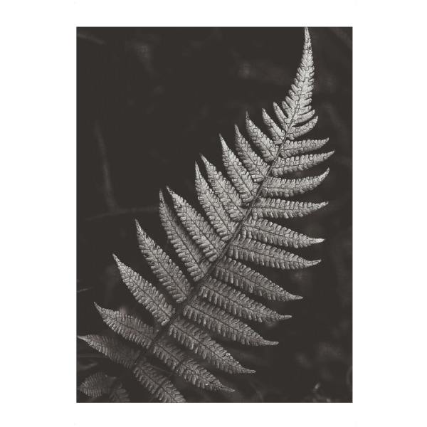 artboxONE Puzzle "BW FERN" artboxONE - Natur - Nature,Plant,Leaf,Foliage,Leaves,Black and white,Garden,Schwarzweiß,Blatt,Natur,Botanical,Botanisch