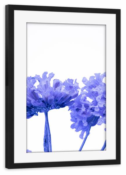 Poster mit Rahmen schwarz "Minimal Purple" artboxONE - Natur,Floral - Photography,Nature,Floral,Flower,Garden,Botanical,Blumen,Minimal