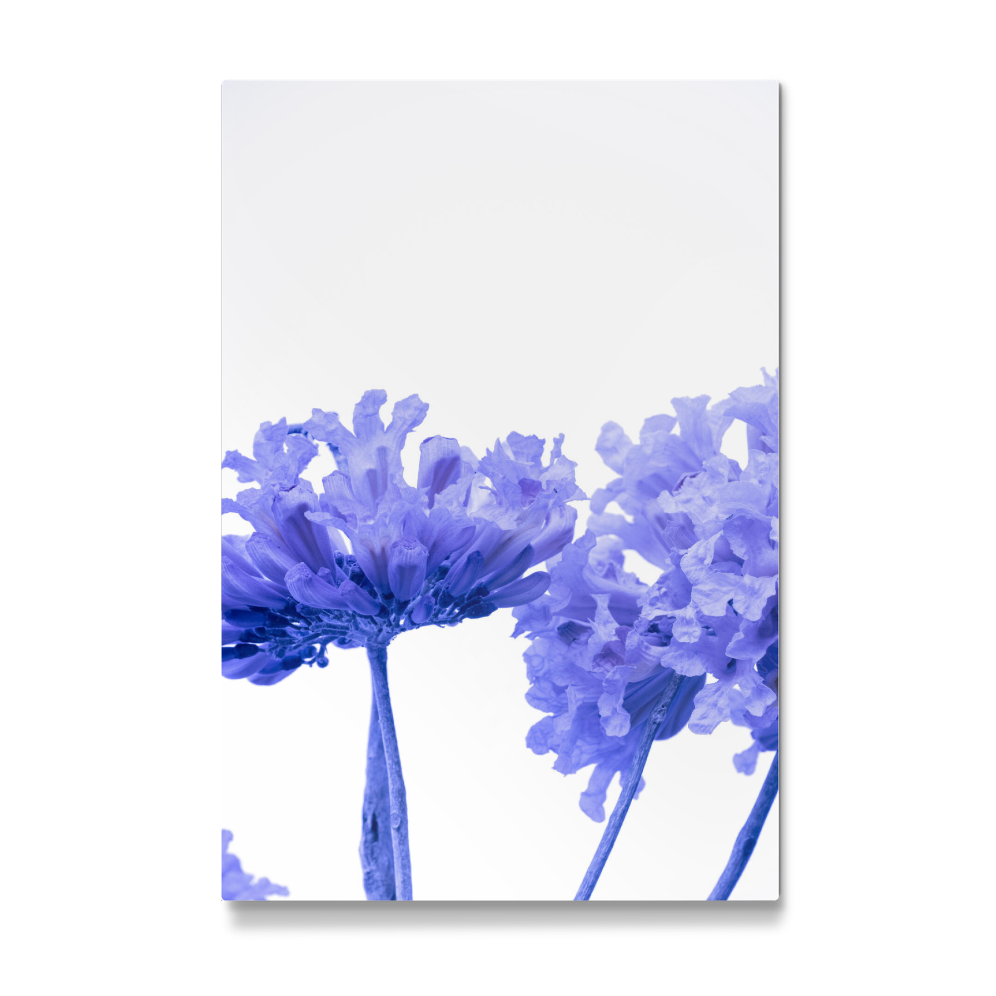 Galerie-Print "Minimal Purple" 30x20 cm artboxONE