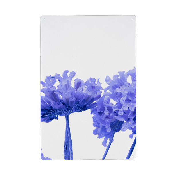 Metall Poster "Minimal Purple" artboxONE - Natur,Floral - Photography,Nature,Floral,Flower,Garden,Botanical,Blumen,Minimal - Blechschild