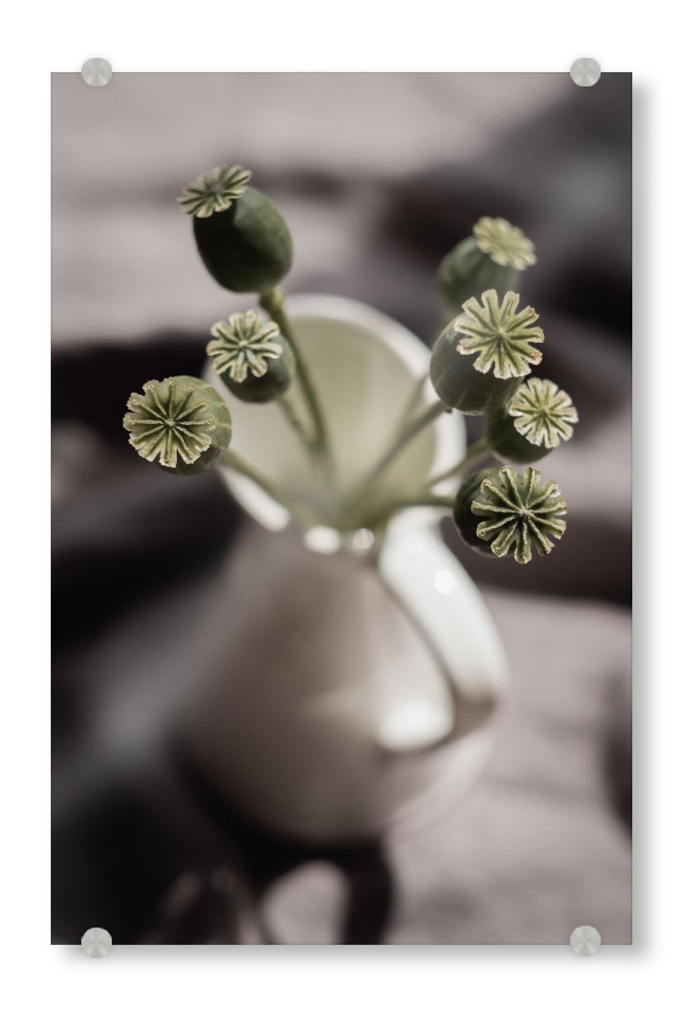 Acrylglasbild "Green Poppies" artboxONE - Floral - Mohn,Grün,Green,Blüten,Flower,Floral,Weiß,White,Light,Licht,Schatten,Ruhe,Soft,Frisch,Home