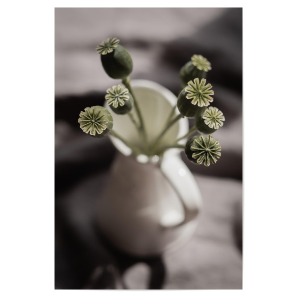 Poster 30x20 cm "Green Poppies" artboxONE - Floral - Mohn,Grün,Green,Blüten,Flower,Floral,Weiß,White,Light,Licht,Schatten,Ruhe,Soft,Frisch,Home