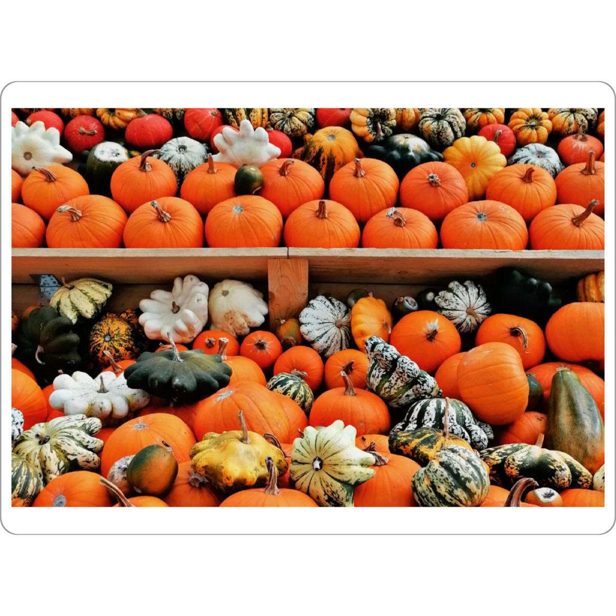 Tischset "Kürbisbeet orange" artboxONE - Essen & Trinken / Obst & Gemüse - Orange,Kürbis,Herbst,Halloween,Oktober,Gemüse,Food,Essen - Bild orange