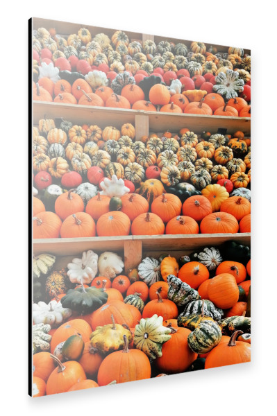 Alu-Dibond "Kürbisbeet orange" 30x20 cm artboxONE