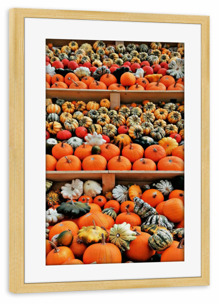Poster mit Rahmen kiefer "Kürbisbeet orange" artboxONE - Essen & Trinken / Obst & Gemüse - Orange,Kürbis,Herbst,Halloween,Oktober,Gemüse,Food,Essen