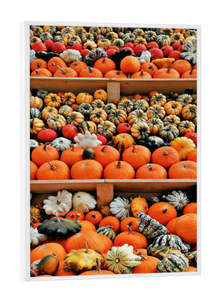 Poster mit weißem Rahmen "Kürbisbeet orange" artboxONE - Essen & Trinken / Obst & Gemüse - Orange,Kürbis,Herbst,Halloween,Oktober,Gemüse,Food,Essen