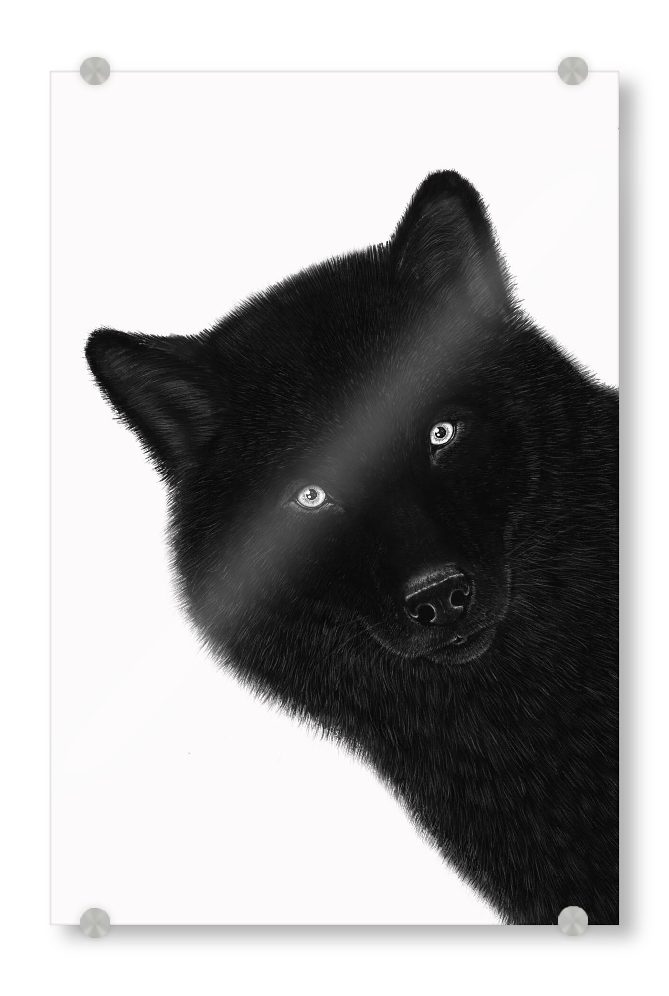 Acrylglasbild "Black wolf" artboxONE - Natur,Tiere,Lustig - Wolf,Wild,Black and white,Ink pen,Graphic,Dog,Wild dog,Schwarzweiß,Wulf,Hund,Portrait