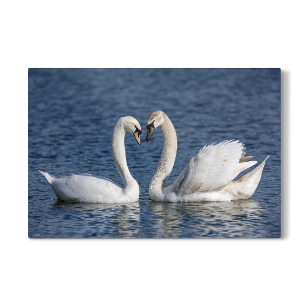 Galerie-Print "Schwäne in Love" 30x20 cm artboxONE