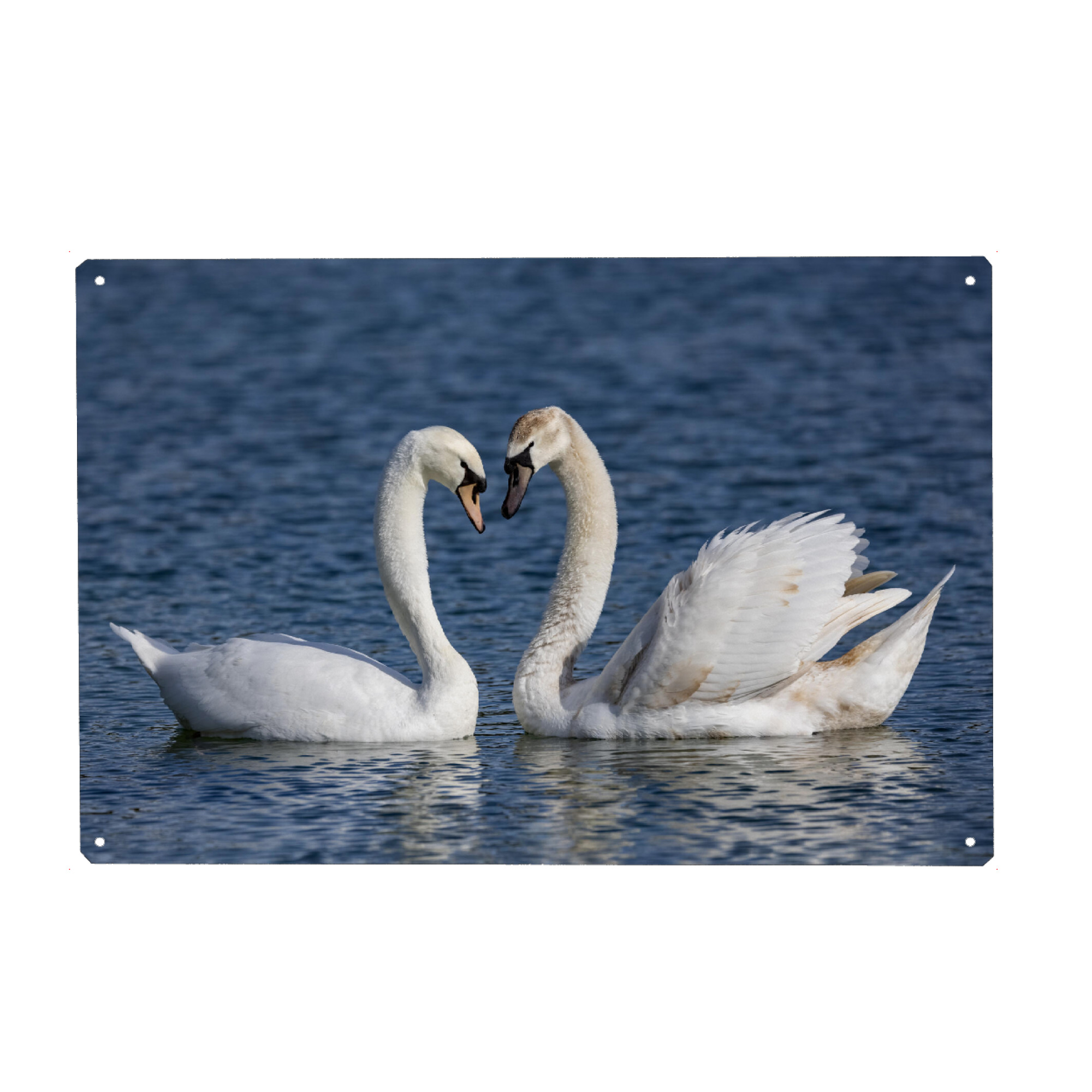 Holzbild "Schwäne in Love" artboxONE - Natur,Tiere