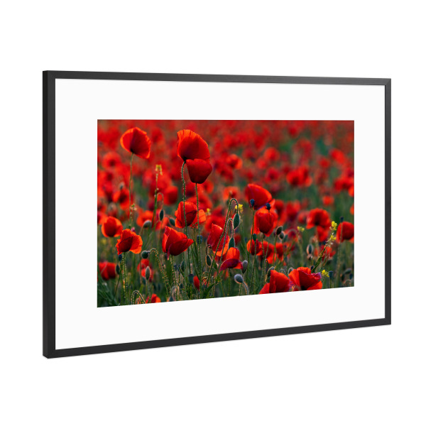 Poster mit Rahmen Schwarz (Metallic) "Mohnblüten im Gegenlicht" artboxONE - Natur,Floral