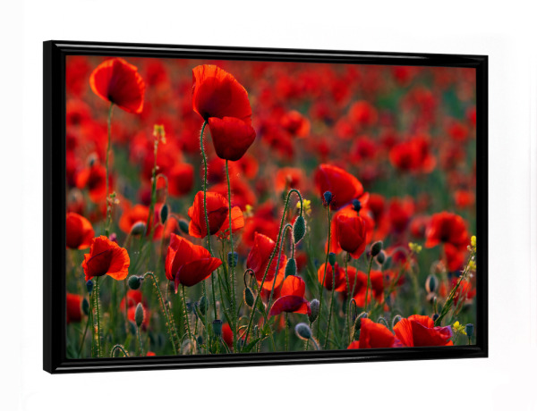 Poster mit schwarzem Rahmen "Mohnblüten im Gegenlicht" artboxONE - Natur,Floral