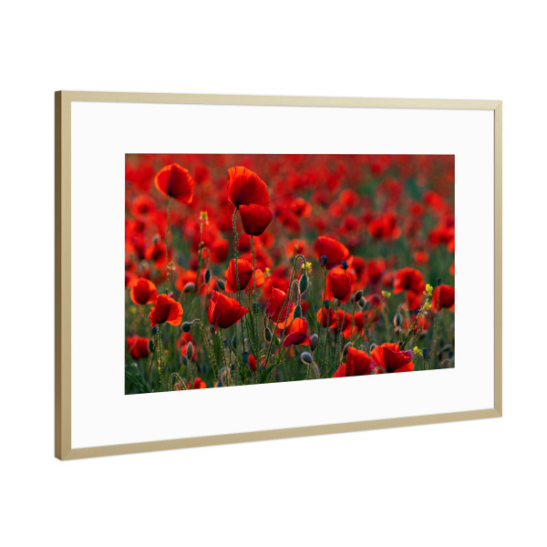 Poster mit Rahmen Gold "Mohnblüten im Gegenlicht" artboxONE - Natur,Floral