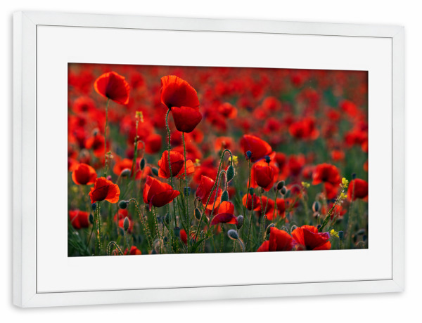 Poster mit Rahmen weiß "Mohnblüten im Gegenlicht" artboxONE - Natur,Floral
