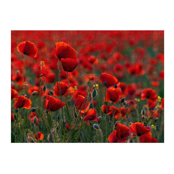 Puzzle Ravensburger "Mohnblüten im Gegenlicht" artboxONE - Natur,Floral
