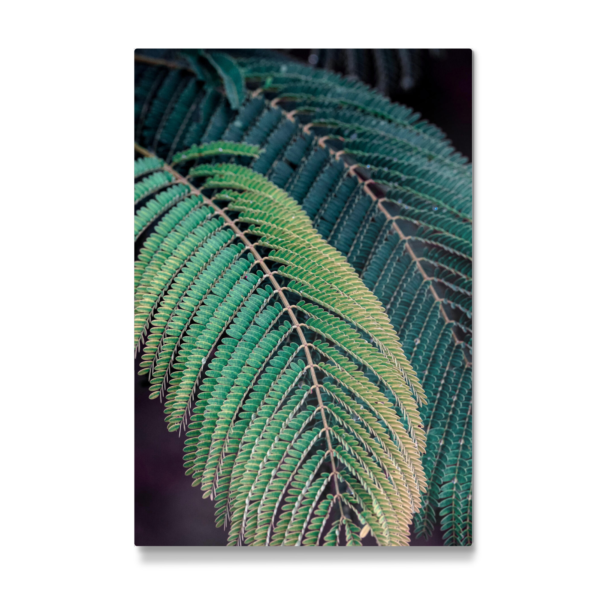 Galerie-Print "The Green Ones" 30x20 cm artboxONE