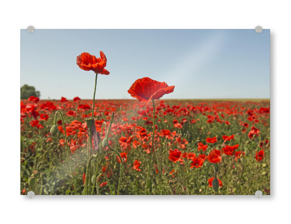 Acrylglasbild "Mohnblumentraum" artboxONE - Natur,Floral - Mohn,Natur,Rot,Sommer,Flowers,Blumen,Field,Feld,Nature,Landschaft,Landscape