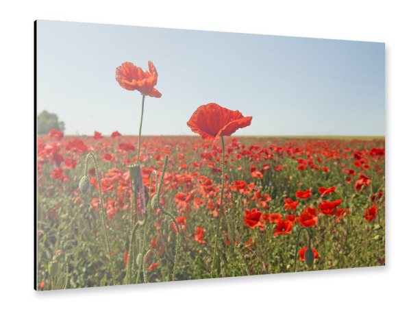 Alu-Dibond "Mohnblumentraum" 30x20 cm artboxONE