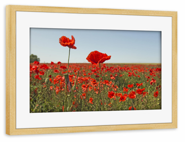 Poster mit Rahmen kiefer "Mohnblumentraum" artboxONE - Natur,Floral - Mohn,Natur,Rot,Sommer,Flowers,Blumen,Field,Feld,Nature,Landschaft,Landscape