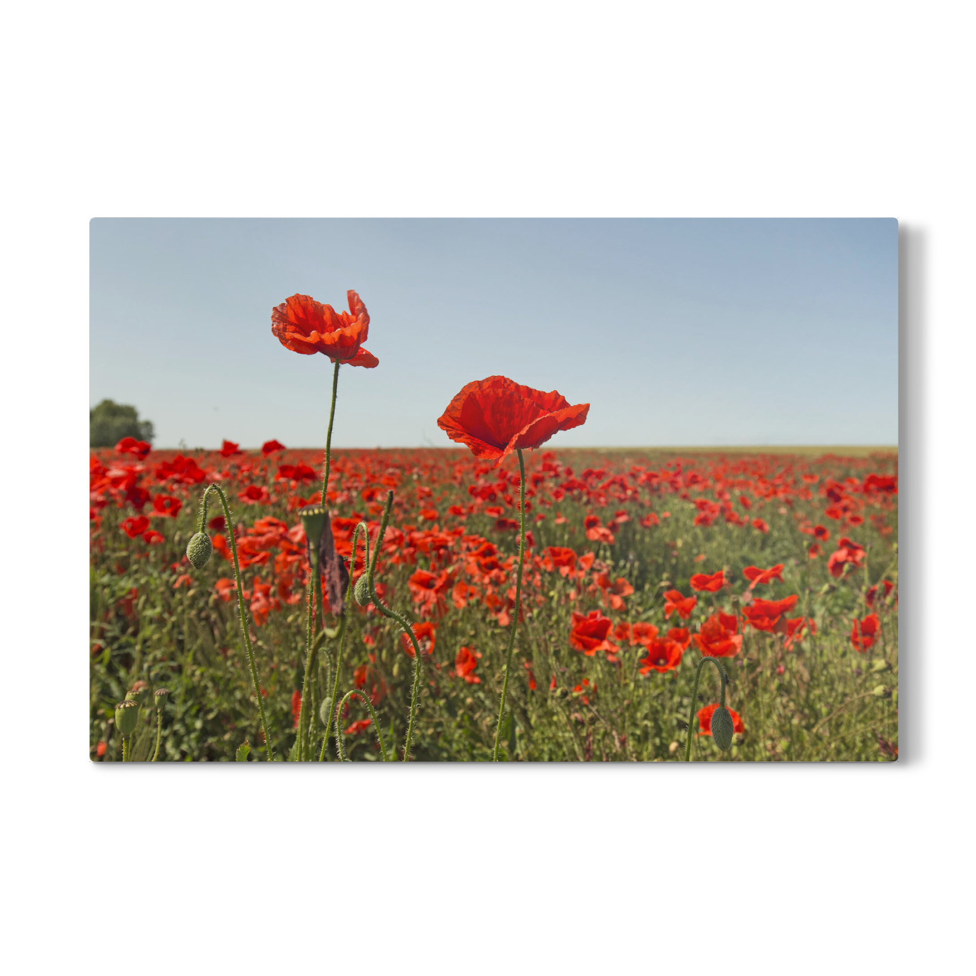 Galerie-Print "Mohnblumentraum" 75x50 cm artboxONE