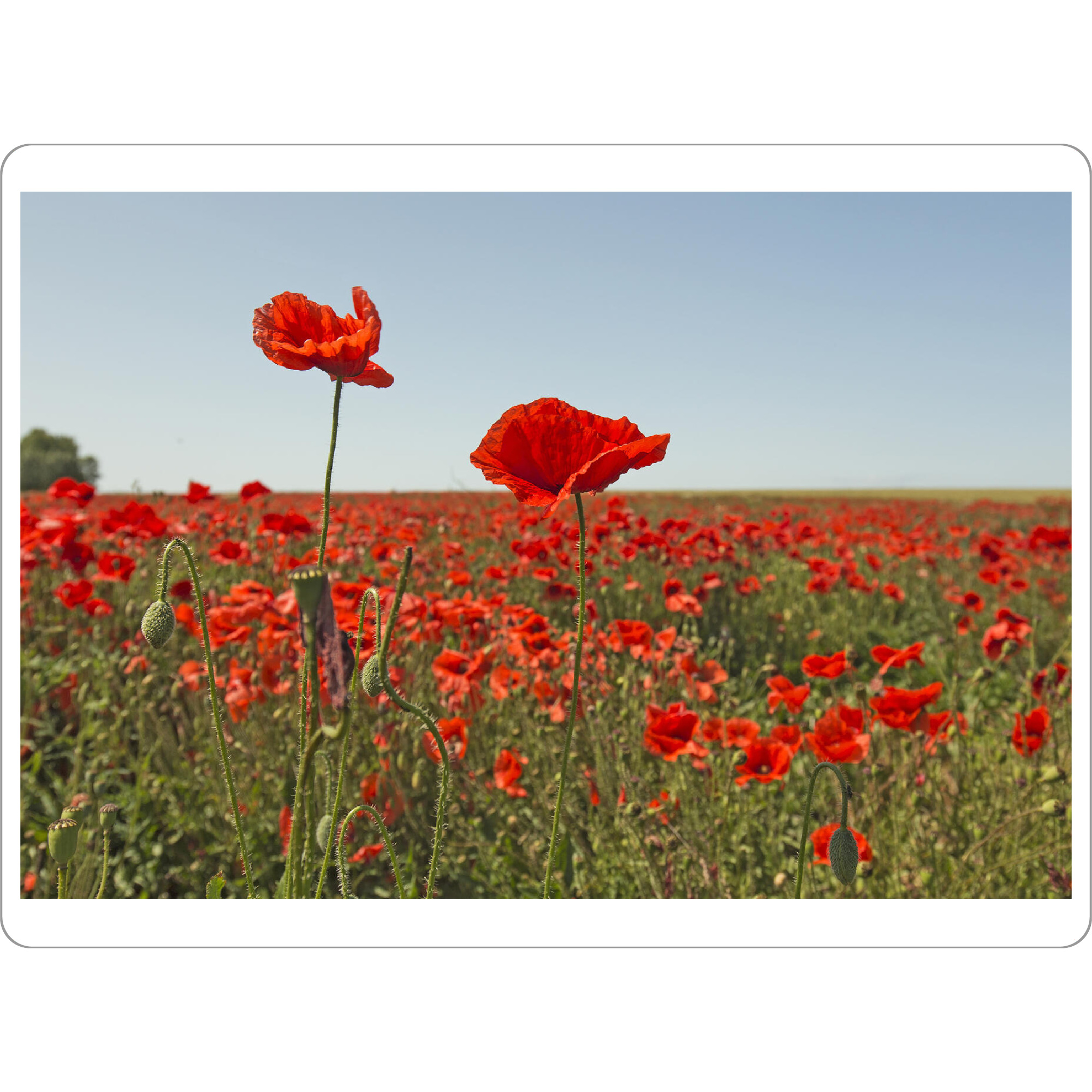 Tischset "Mohnblumentraum" artboxONE - Natur,Floral - Mohn,Natur,Rot,Sommer,Flowers,Blumen,Field,Feld,Nature,Landschaft,Landscape - Bild mohn