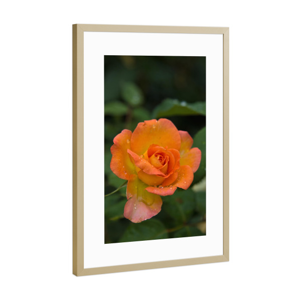 Poster mit Rahmen Gold "Rose mit Tropfen" artboxONE - Natur,Floral