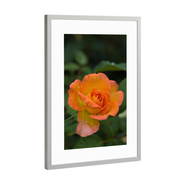 Poster mit Rahmen Silber "Rose mit Tropfen" artboxONE - Natur,Floral
