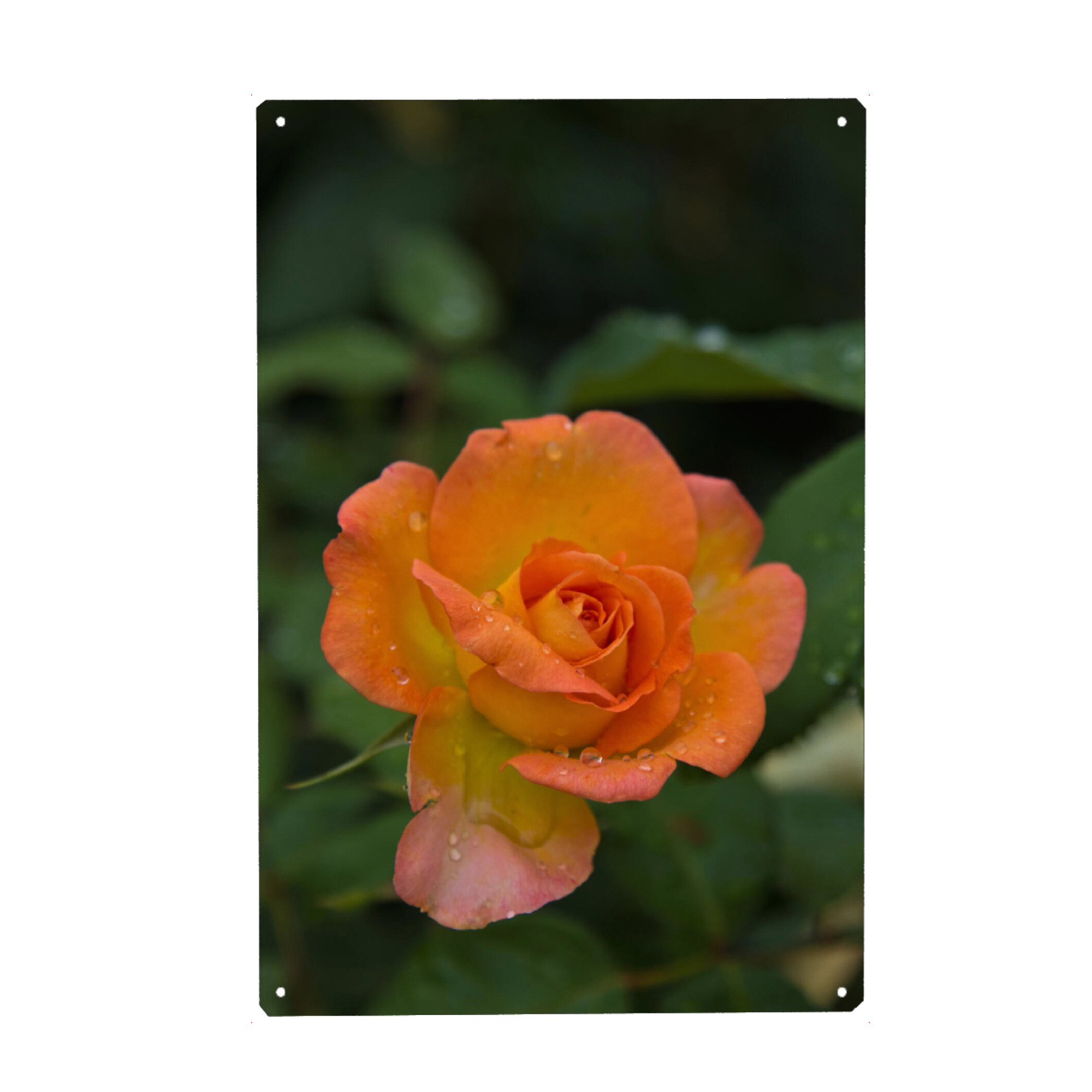 Holzbild "Rose mit Tropfen" artboxONE - Natur,Floral