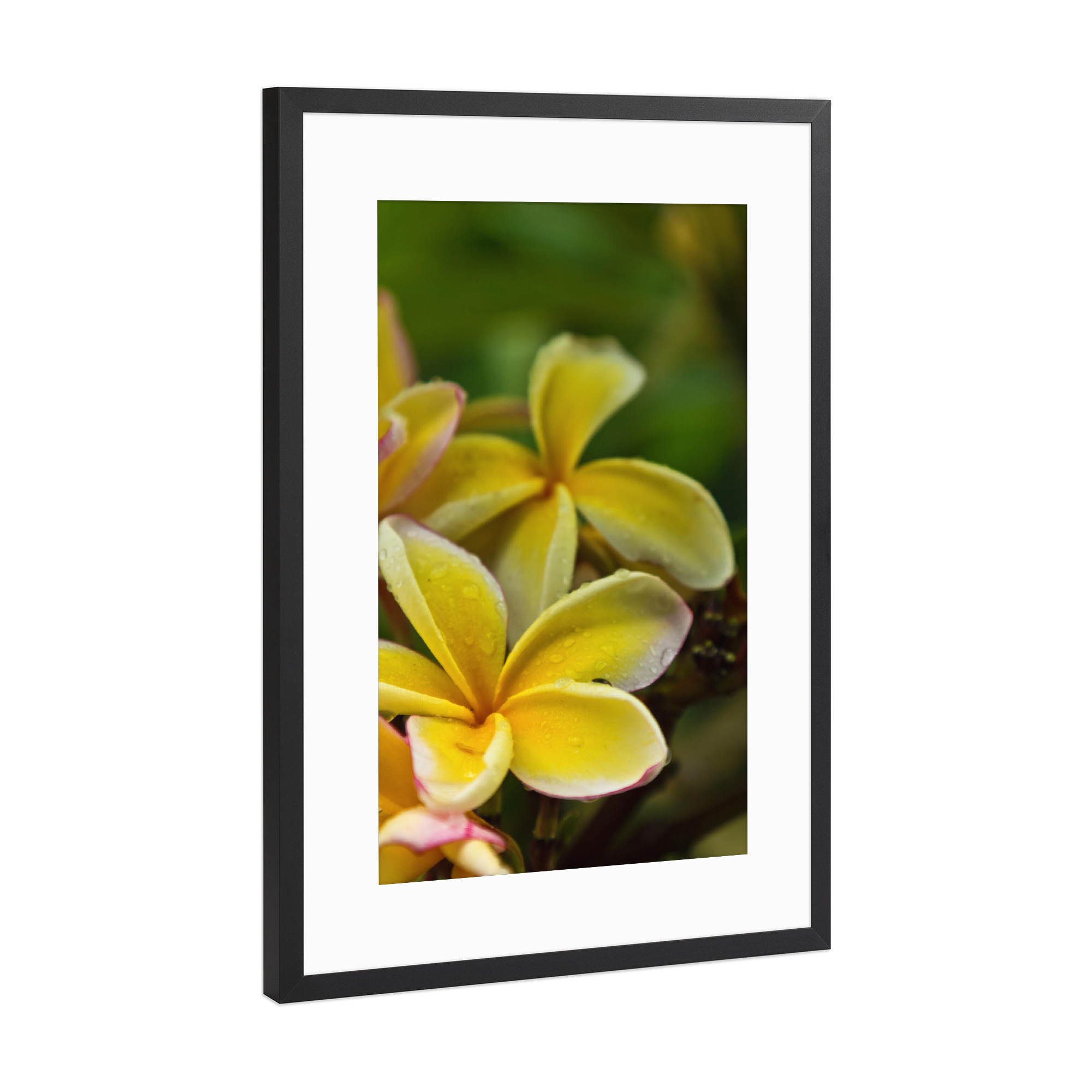 Poster mit Rahmen Schwarz (Metallic) "Frangipani" artboxONE - Natur,Floral