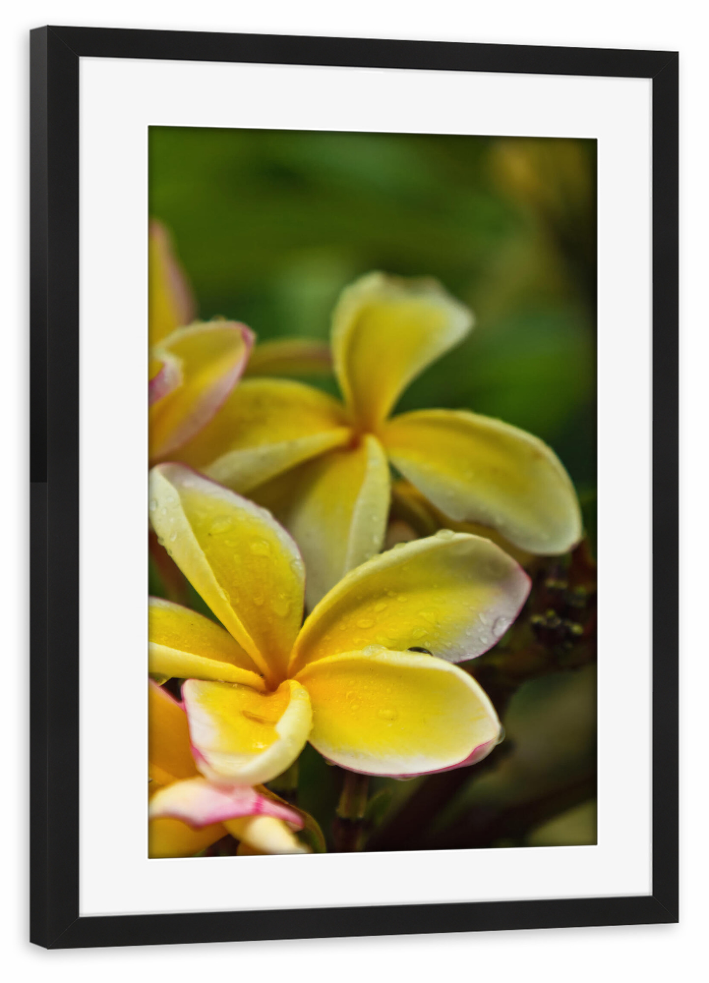 Poster mit Rahmen schwarz "Frangipani" artboxONE - Natur,Floral