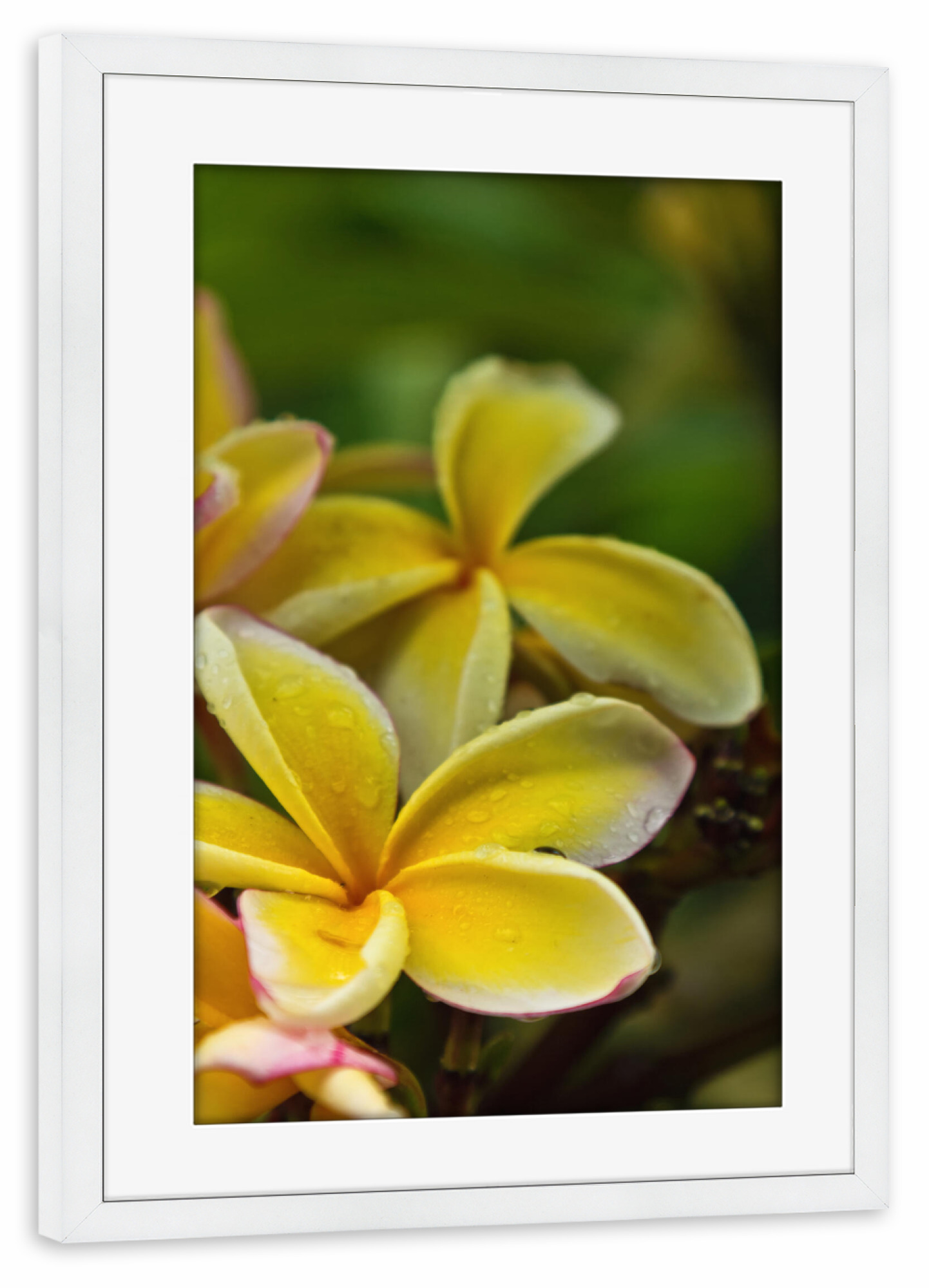 Poster mit Rahmen weiß "Frangipani" artboxONE - Natur,Floral