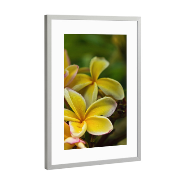 Poster mit Rahmen Silber "Frangipani" artboxONE - Natur,Floral
