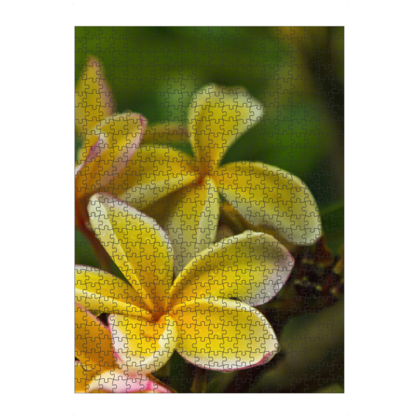 artboxONE Puzzle "Frangipani" artboxONE - Natur,Floral