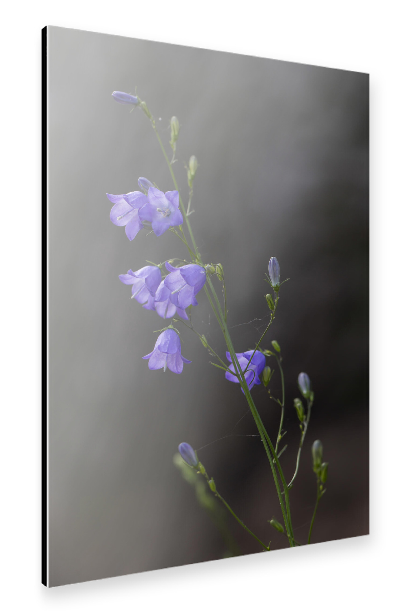Alu-Dibond "Glockenblume" 30x20 cm artboxONE
