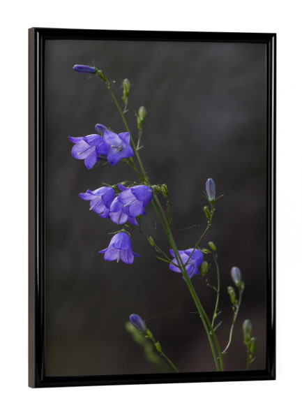 Poster mit schwarzem Rahmen "Glockenblume" artboxONE - Natur,Floral