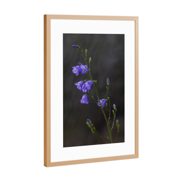 Poster mit Rahmen Kupfer "Glockenblume" artboxONE - Natur,Floral