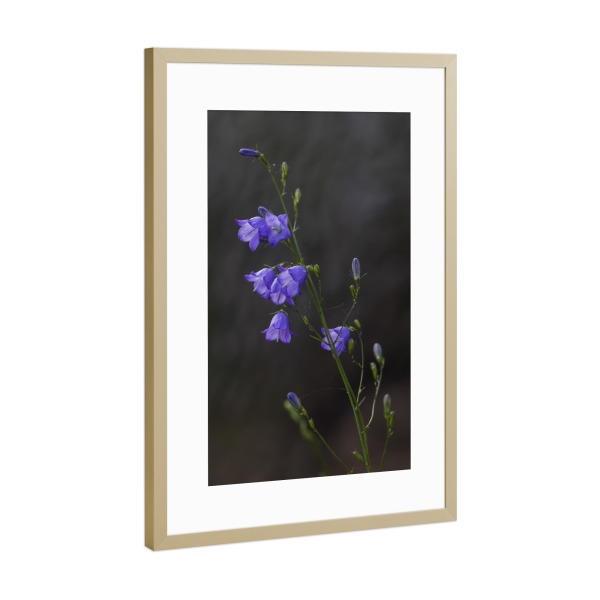 Poster mit Rahmen Gold "Glockenblume" artboxONE - Natur,Floral